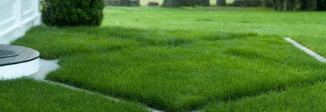 Идеальный газон: как выбрать семена для разных участков и условий