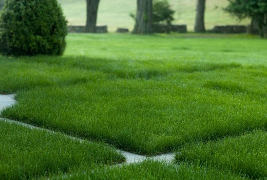 Идеальный газон: как выбрать семена для разных участков и условий