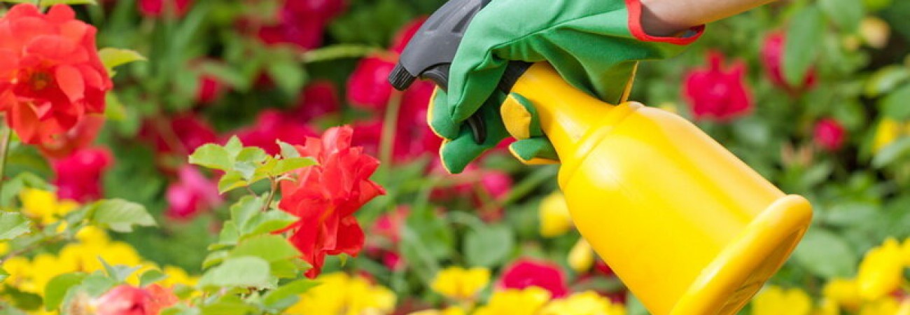 Уход за розами в послепосадочный период