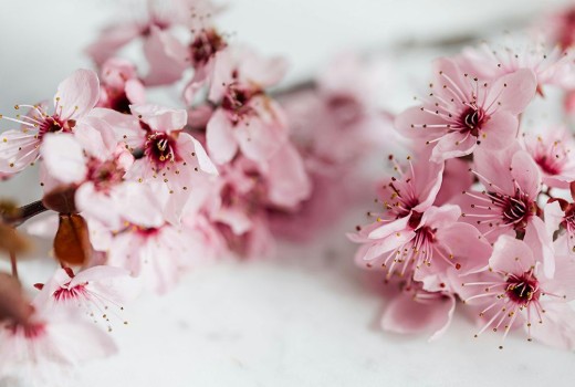 Посадка саженцев сакуры в Алматы: ключевые советы