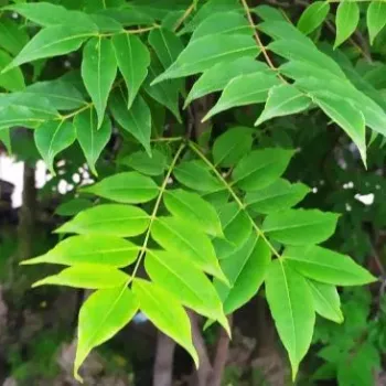 Лиственные