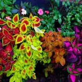 Декоративные