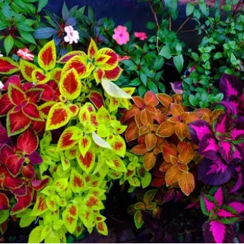 Декоративные