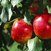 Плодово-ягодные