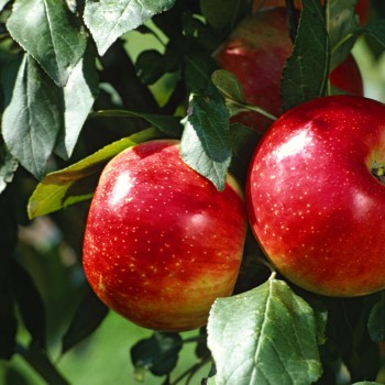 Плодово-ягодные