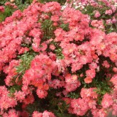 Почвопокровные розы