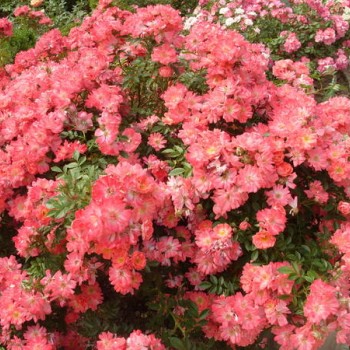 Почвопокровные розы