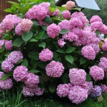 Гортензия древовидная