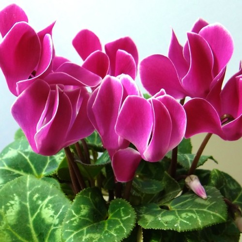 Комнатные растения