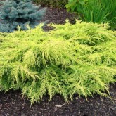 Mожжевельники