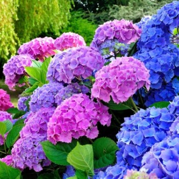 Гортензия крупнолистная