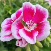 Пиларгония