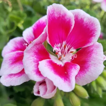 Пиларгония