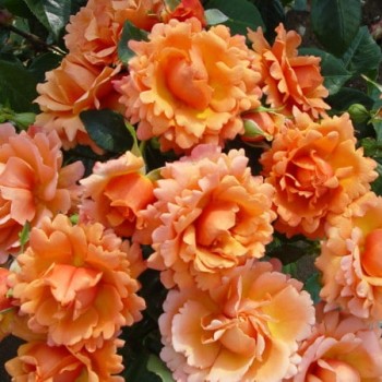 Розы флорибунды