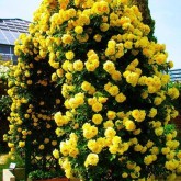 Плетистые розы