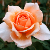 Чайно-гибридные розы