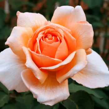 Чайно-гибридные розы