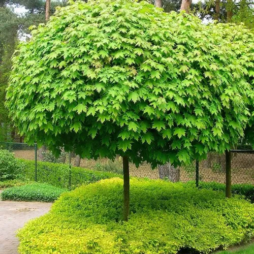 Лиственные растения