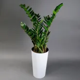 Замиокулькас