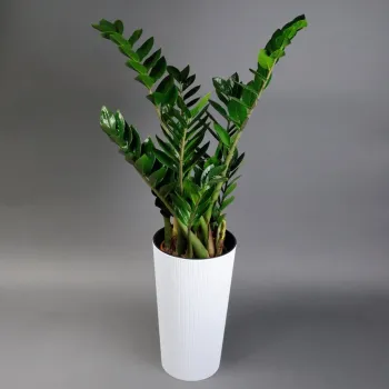 Замиокулькас