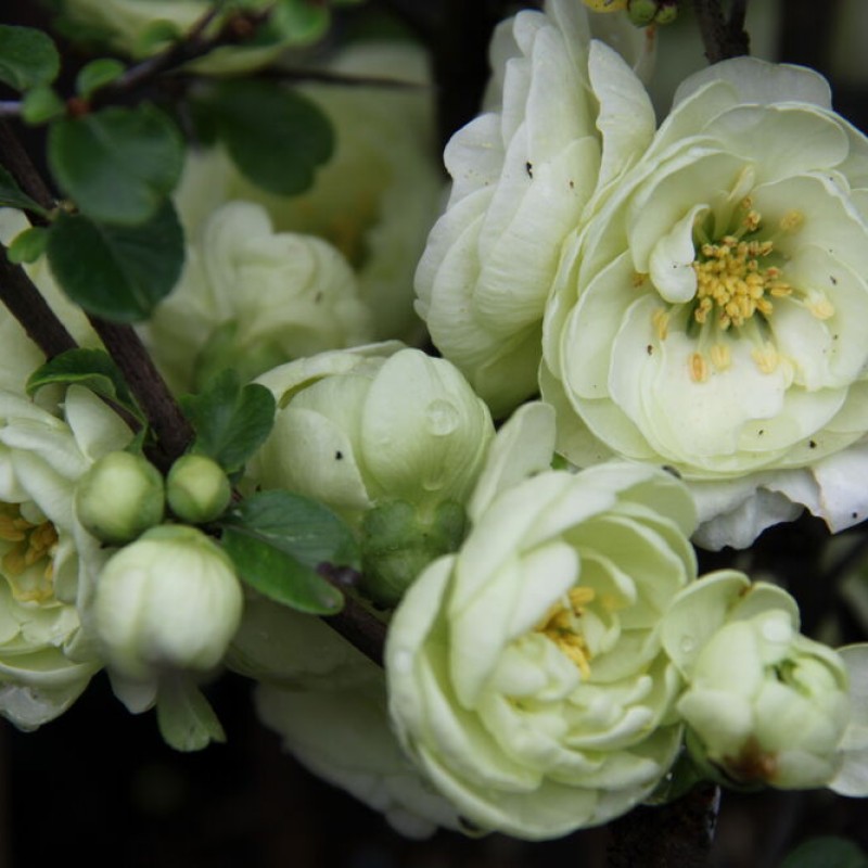 Айва прекрасная Nivalis