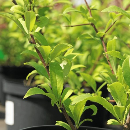 Айва прекрасная Nivalis