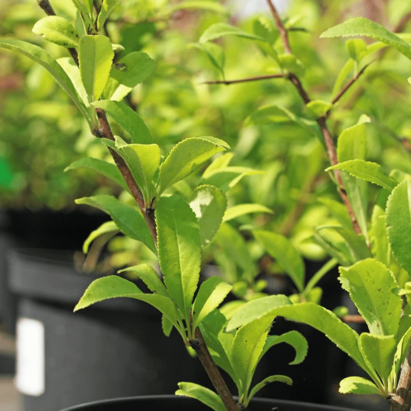 Айва прекрасная Nivalis