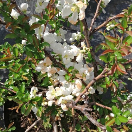 Айва прекрасная Nivalis