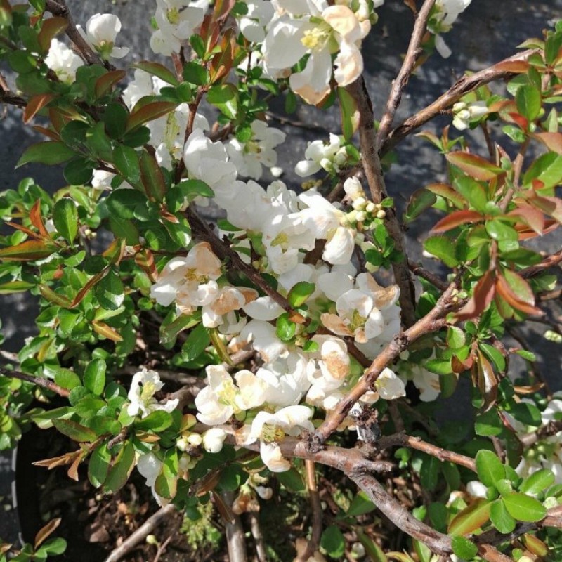 Айва прекрасная Nivalis