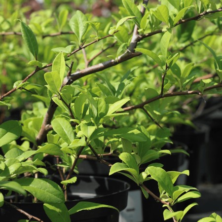 Айва прекрасная Nivalis