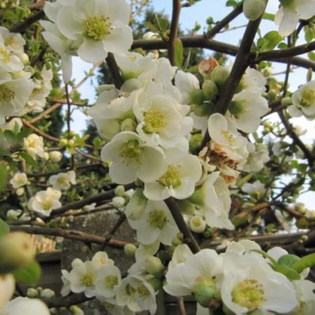 Айва прекрасная Nivalis