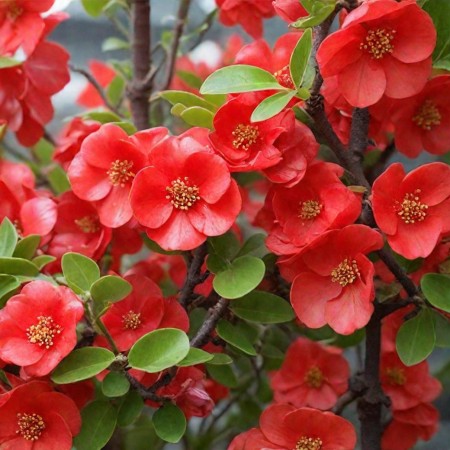 Айва TEXAS SCARLET