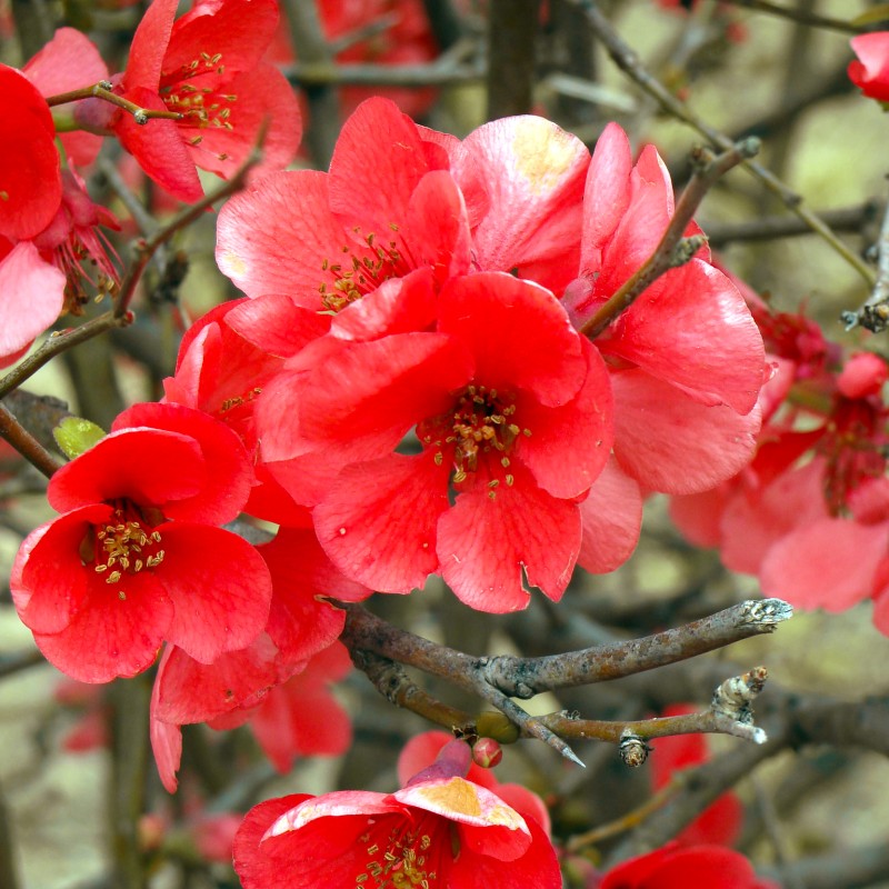 Айва TEXAS SCARLET