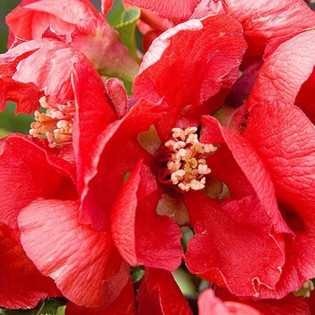 Айва TEXAS SCARLET