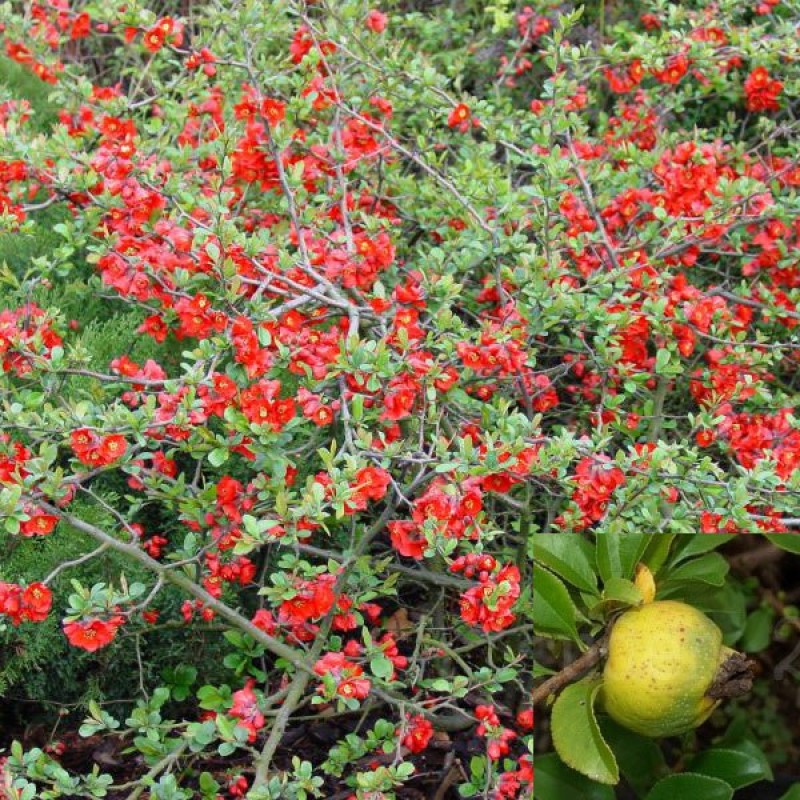 Айва TEXAS SCARLET