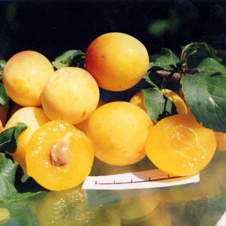 Алыча Янтарная ранняя