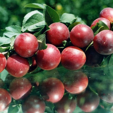 Алыча Богатырская