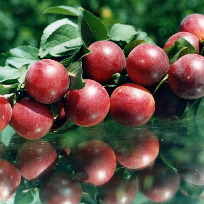 Алыча Богатырская