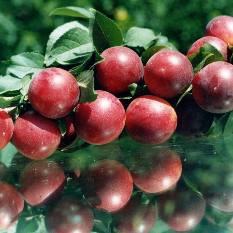 Алыча Богатырская