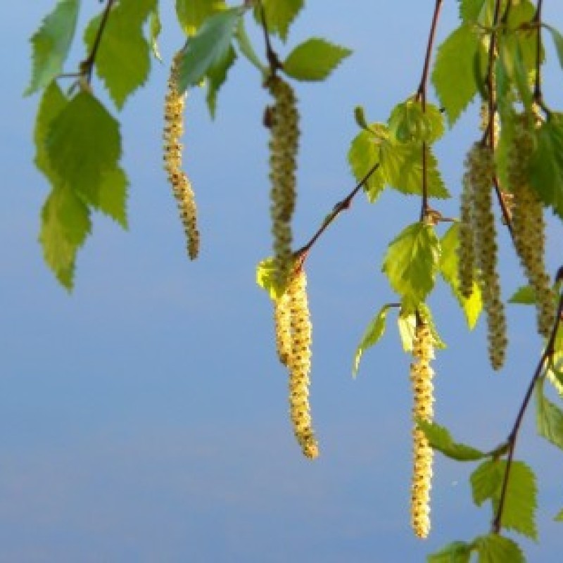 Береза бородавчатая / пушистая