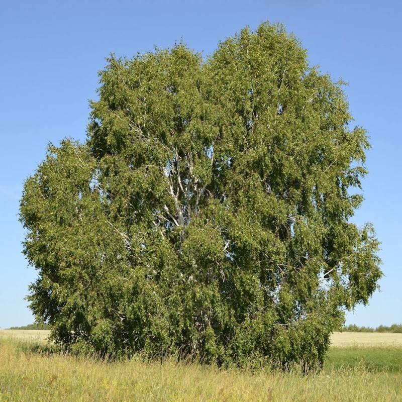 Береза бородавчатая / пушистая