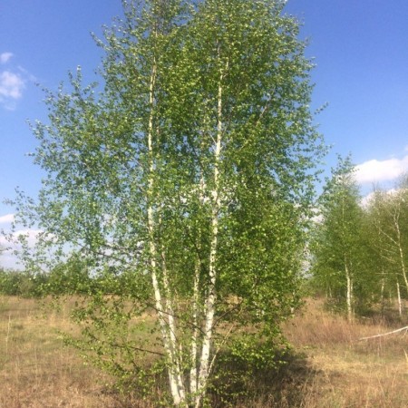 Береза бородавчатая / пушистая