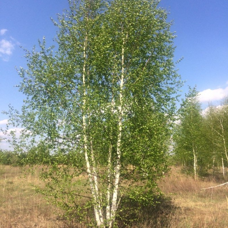 Береза бородавчатая / пушистая