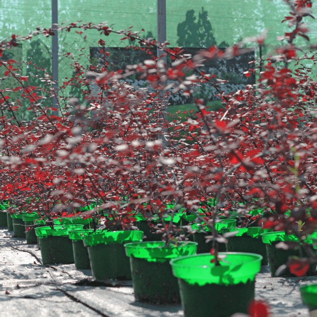 Барбарис оттавский Superba