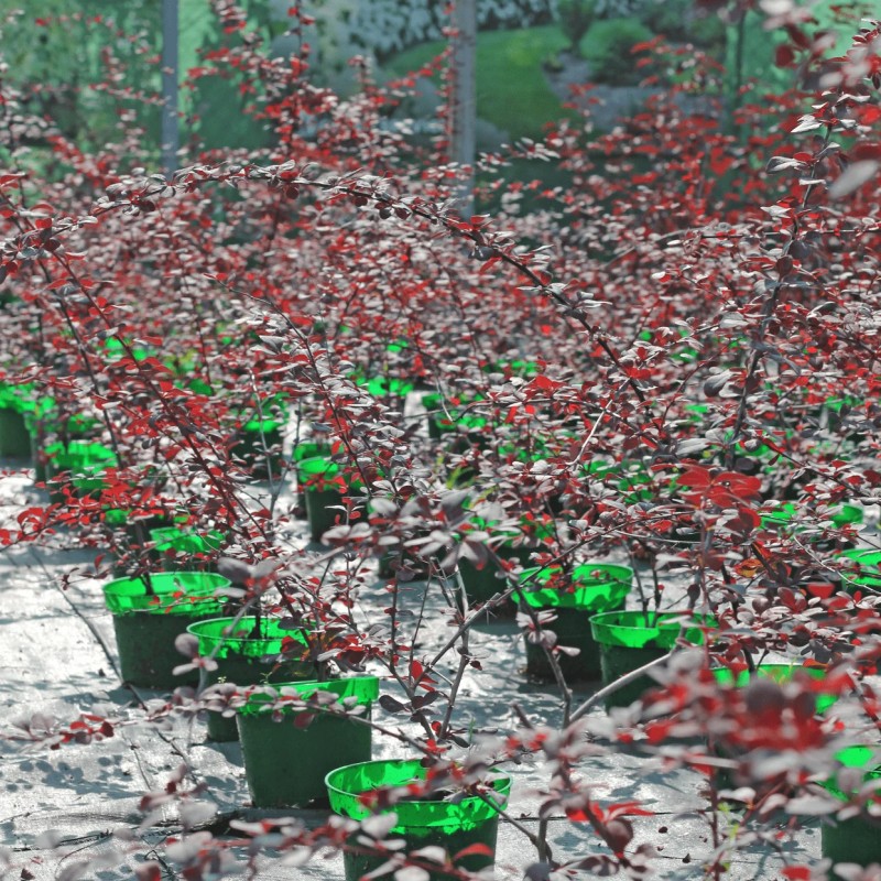 Барбарис оттавский Superba