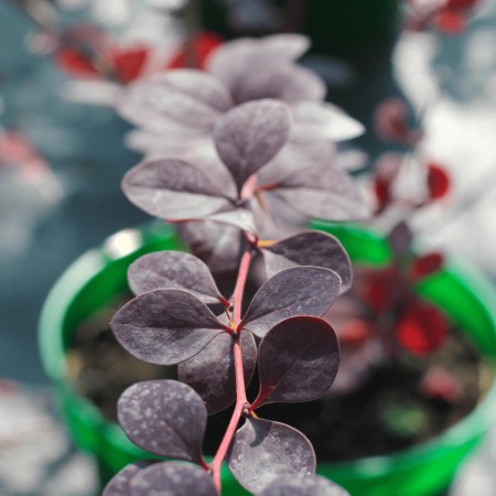 Барбарис оттавский Superba