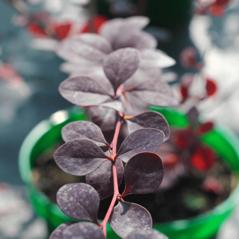 Барбарис оттавский Superba