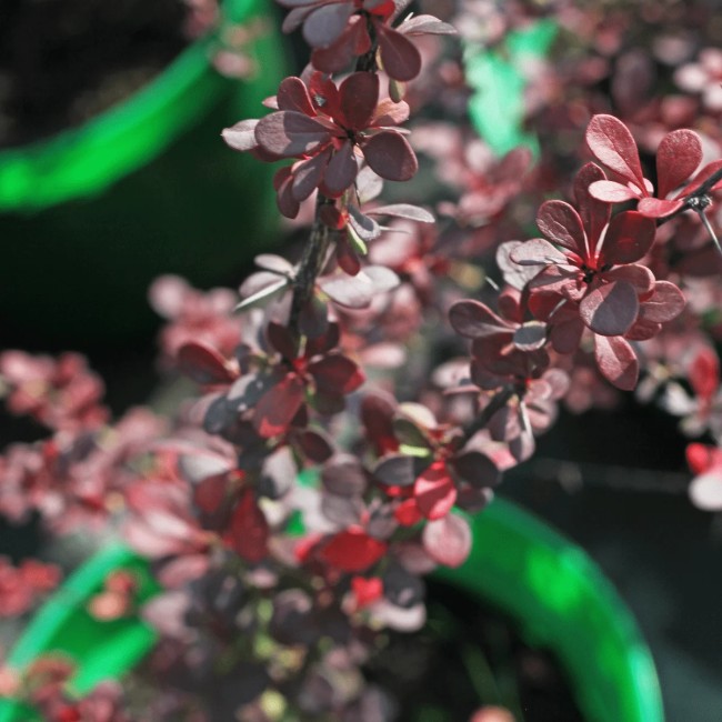 Барбарис Тунберга Dart’s Red Lady