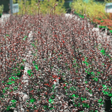Барбарис Тунберга Dart’s Red Lady