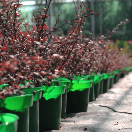 Барбарис Тунберга Dart’s Red Lady